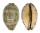 CYPRAEIDAE MAURITIA EGLANTINA shell