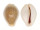 CYPRAEIDAE EROSARIA MILIARIS BONFANTINII shell
