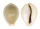 CYPRAEIDAE EROSARIA MILIARIS BONFANTINII shell