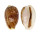 CYPRAEIDAE EROSARIA LABROLINEATA MELANICA shell