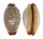 CYPRAEIDAE STAPHYLEA LIMACINA shell