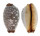CYPRAEIDAE STAPHYLEA LIMACINA shell