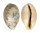 CYPRAEIDAE CYPRAEA VITELLUS shell