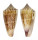 CONIDAE CONUS FURVUS ALBICANS shell