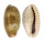 CYPRAEIDAE ERRONEA CAURICA BLAESA shell
