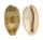 CYPRAEIDAE ERRONEA CAURICA BLAESA shell