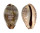 CYPRAEIDAE ZONARIA SANGUINOLENTA shell