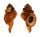 RANELLIDAE RANULARIA PYRUM shell