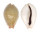 CYPRAEIDAE EROSARIA LAMARCKII LAMARCKII shell