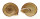 LANDSNAIL OBBA MARGINATA shell