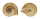 LANDSNAIL OBBA MARGINATA shell