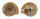 LANDSNAIL OBBA MARGINATA shell