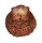 SPONDYLIDAE SPONDYLUS SWINNENI shell