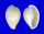 OVULIDAE PRINOVOLVA CASTANEA shell