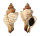 FASCIOLARIIDAE FASCIOLARIA TRAPEZIUM shell
