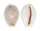 CYPRAEIDAE EROSARIA BOIVINI CUATONI shell