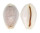 CYPRAEIDAE EROSARIA BOIVINI CUATONI shell