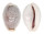 CYPRAEIDAE EROSARIA BOIVINI CUATONI shell