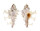 MURICIDAE HOMALOCANTHA ZAMBOI shell