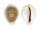 CYPRAEIDAE EROSARIA MILIARIS BONFANTINII shell