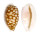 CYPRAEIDAE CYPRAEA CRIBRARIA shell