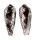 CONIDAE CONUS EPISCOPATUS shell