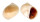 NATICIDAE POLINICES cf. PERSPICUUS shell