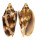 VOLUTIDAE CYMBIOLA VESPERTILIO shell