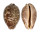 CYPRAEIDAE LEPOCYPRAEA MAPPA shell
