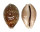 CYPRAEIDAE CYPRAEA VITELLUS shell
