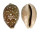 CYPRAEIDAE CYPRAEA VITELLUS shell