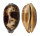 CYPRAEIDAE CHELYCYPRAEA TESTUDINARIA shell