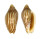VOLUTIDAE AMORIA DAMPIERA shell
