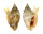 STROMBIDAE STROMBUS AURISDIANAE shell