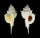 MURICIDAE SIRATUS EVELYNAE shell