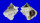 CORALLIOPHILIDAE CORALLIOPHILA EROSA shell