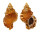 BURSIDAE TUTUFA RUBETA shell