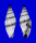 MITRIDAE VEXILUM CAFFRUM shell