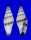 MITRIDAE VEXILUM CAFFRUM shell