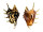 STROMBIDAE LAMBIS LAMBIS shell