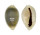CYPRAEIDAE MONETARIA ANNULUS ROSTRATE shell