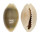 CYPRAEIDAE MONETARIA ANNULUS ROSTRATE shell