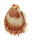 SPONDYLIDAE SPONDYLUS VARIANS shell