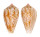 CONIDAE CONUS BOETICUS  shell