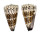 CONIDAE CONUS IMPERIALIS shell