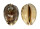 CYPRAEIDAE MAURITIA ARABICA GIBBA shell