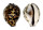 CYPRAEIDAE CYPRAEA TIGRIS shell