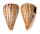 CONIDAE CONUS SURATENSIS shell