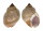 BUCCINIDAE BABYLONIA AMBULACRUM shell