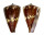 CONIDAE CONUS CAPITANEUS shell